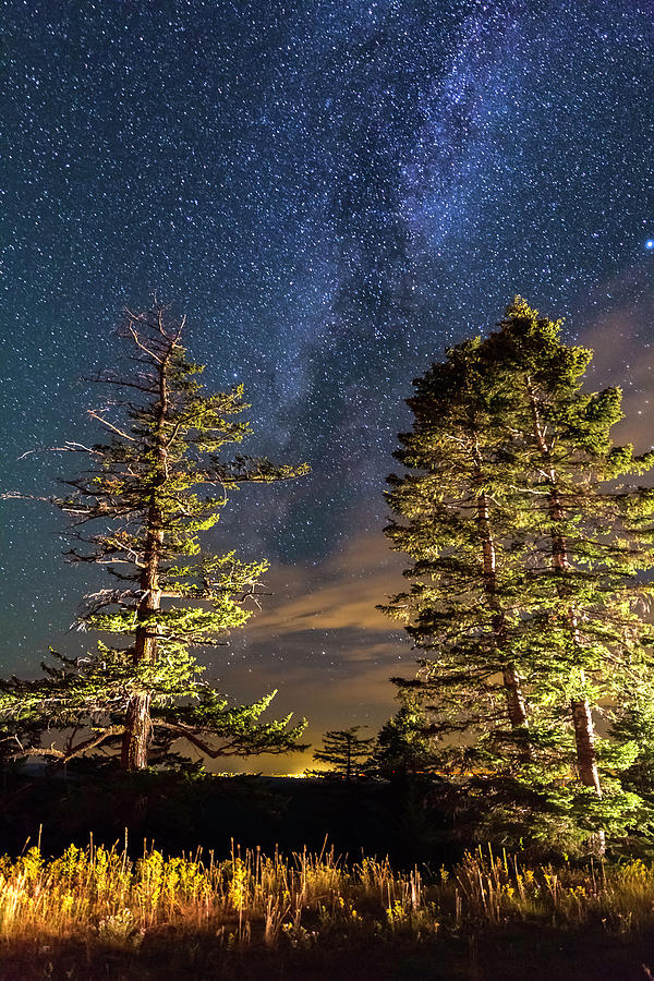 Illuminated Trees with Milky Way Photograph by George Herbert - Fine ...