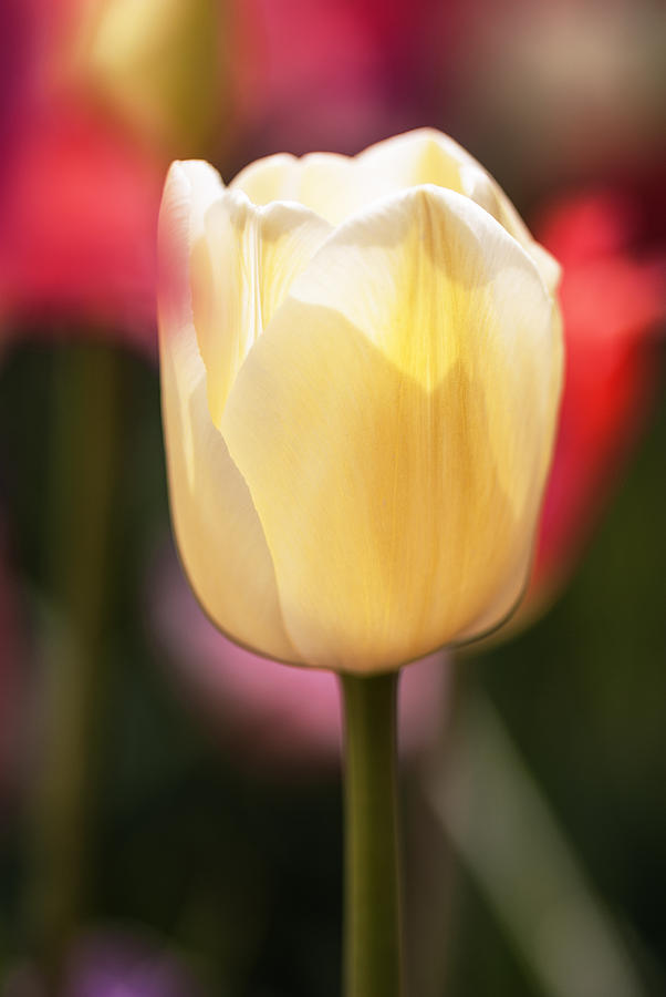 Illuminated White Tulip Photograph by Vishwanath Bhat