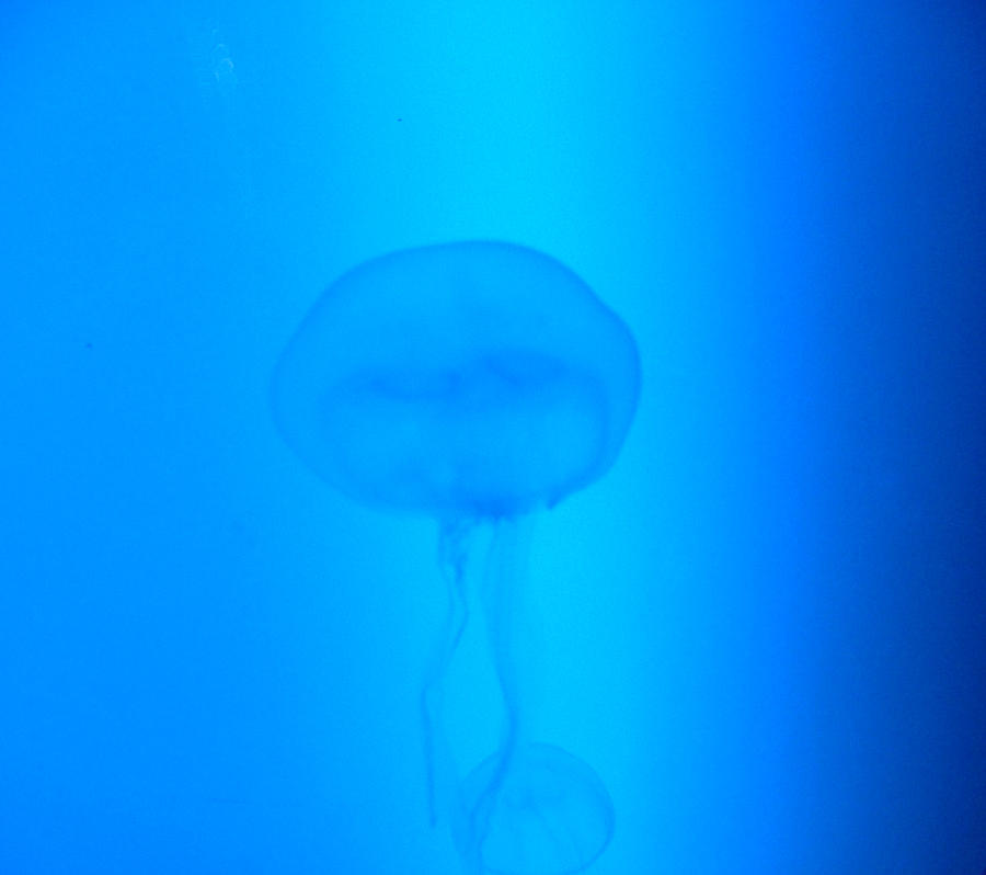 Illuminati Jellyfish Photograph