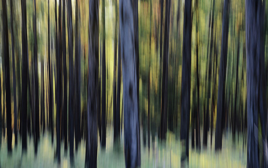Illusional Forest Photograph