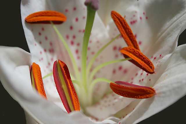 Flowers Still Life Photograph - Illusions by Carol Hicks