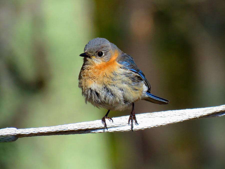 Illusive Female Blue Bird Photograph by Dianne Cowen Cape Cod Photography