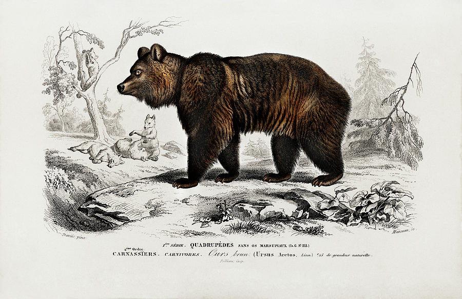 Illustrated Brown Bear - Ursus Arctos Painting by Vincent Monozlay