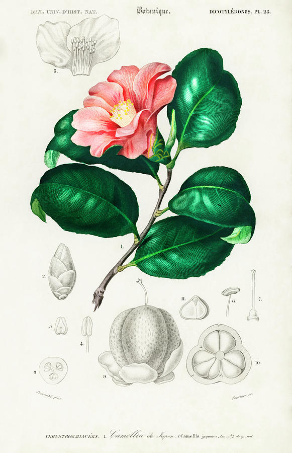 Illustrated Camellia japonica - Camelia du Japon Painting by Vincent Monozlay