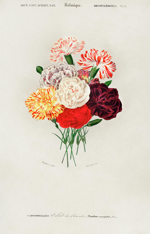 Illustrated Carnation - Dianthus caryophyllus Painting by Vincent Monozlay