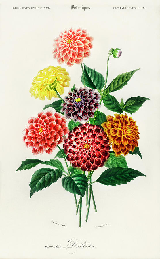 Illustrated flowers dahlia Painting by Vincent Monozlay