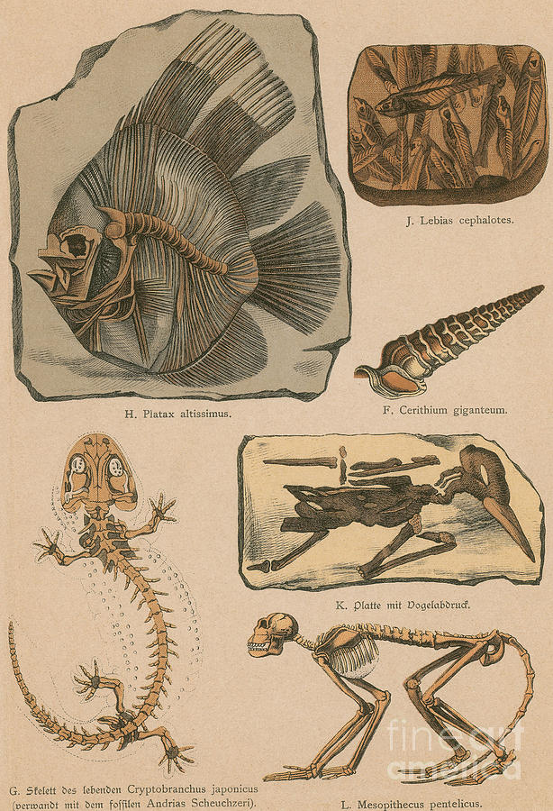 Illustrated Geology And Paleontology Photograph by Science Source