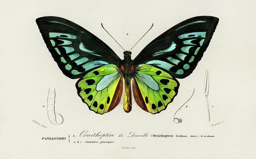 Illustrated Green birdwing - Ornithoptera priamus Painting by Vincent Monozlay