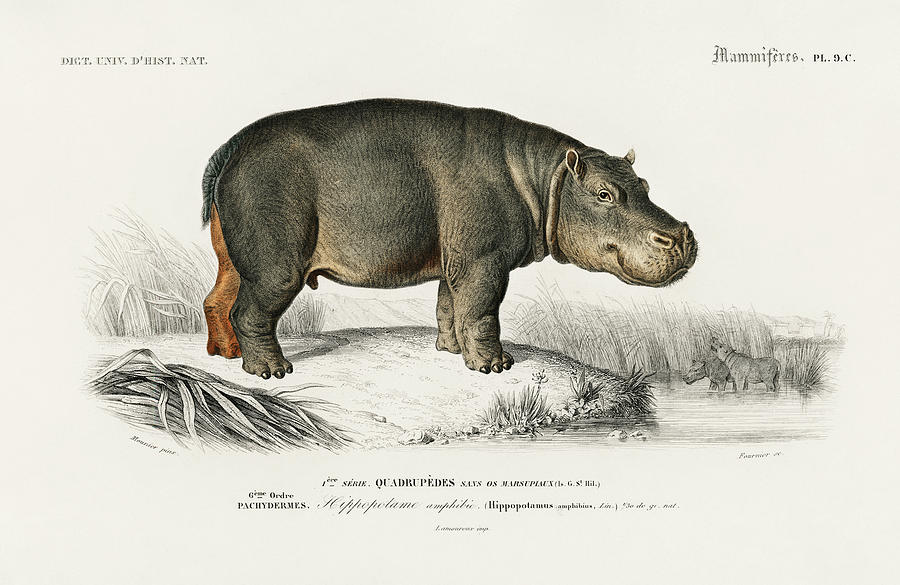 Illustrated Hippopotamus - Hippopotame Amphibie Painting by Vincent Monozlay
