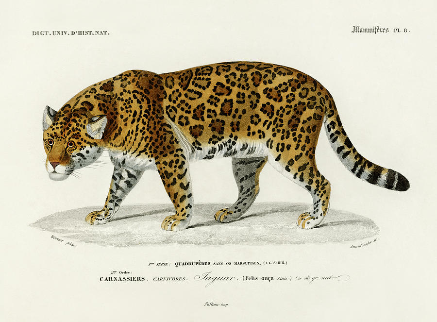 Illustrated Jaguar - Panthera Onca Painting by Vincent Monozlay