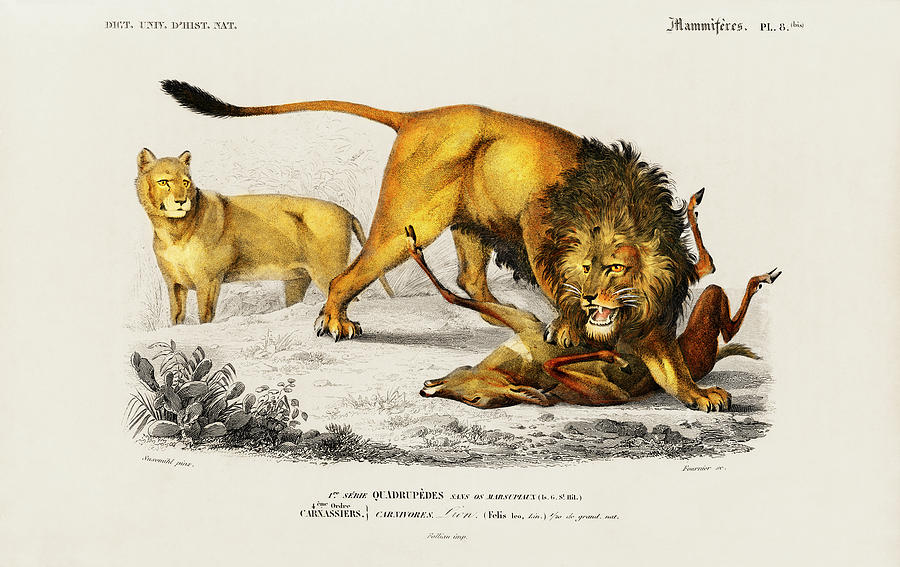 Illustrated Lion - Panthera Leo Painting by Vincent Monozlay