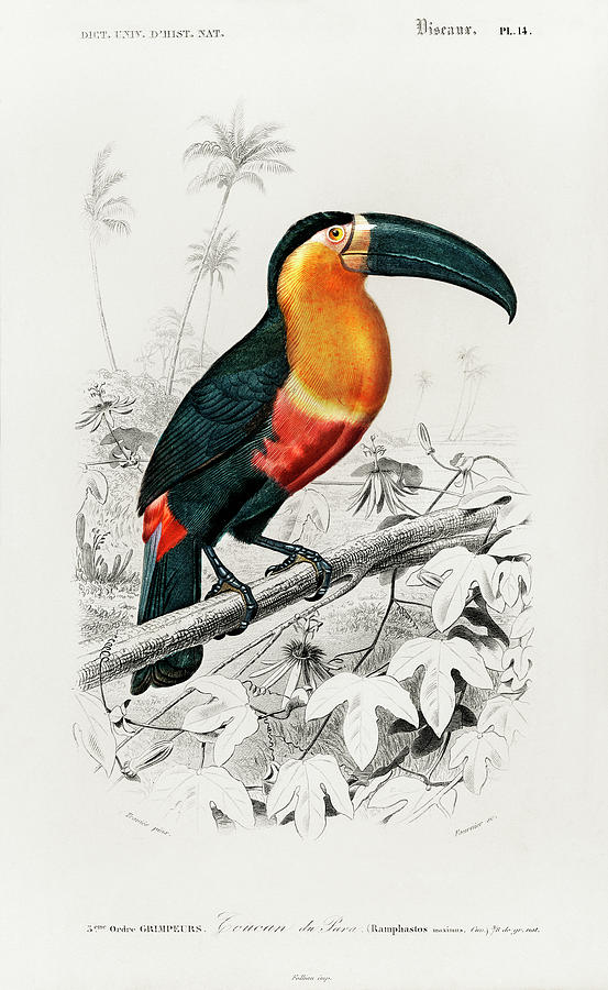 Ancient Painting - Illustrated Toucan - Ramphastos by Charles Dessalines D Orbigny