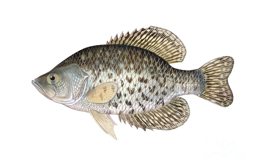 Illustration Of A Black Crappie Digital Art by Carlyn Iverson