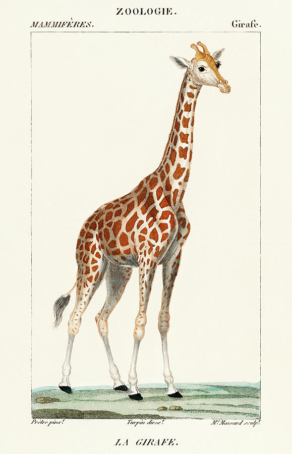 Illustration of a giraffe Painting by Vincent Monozlay