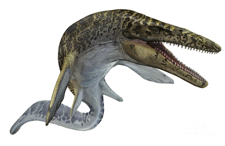 Horizontal Digital Art - Illustration Of A Mosasaurus by Sergey Krasovskiy