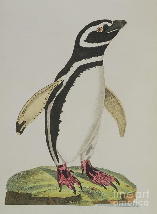 Penguin Painting - Illustration of a Penguin by John Frederick Miller