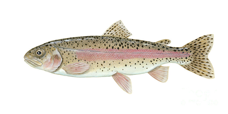 Illustration Of A Rainbow Trout Digital Art by Carlyn Iverson