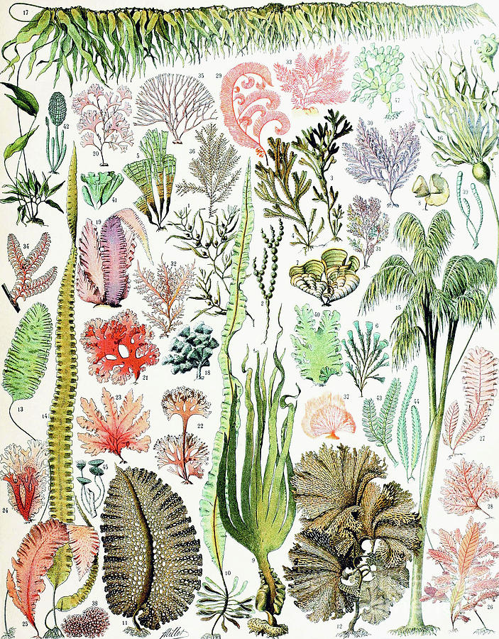 vintage seaweed illustration