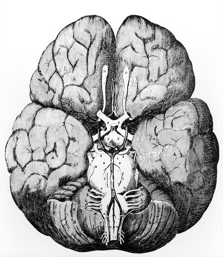 Black And White Photograph - Illustration Of Blood Supply To The Brain,c.wren by 