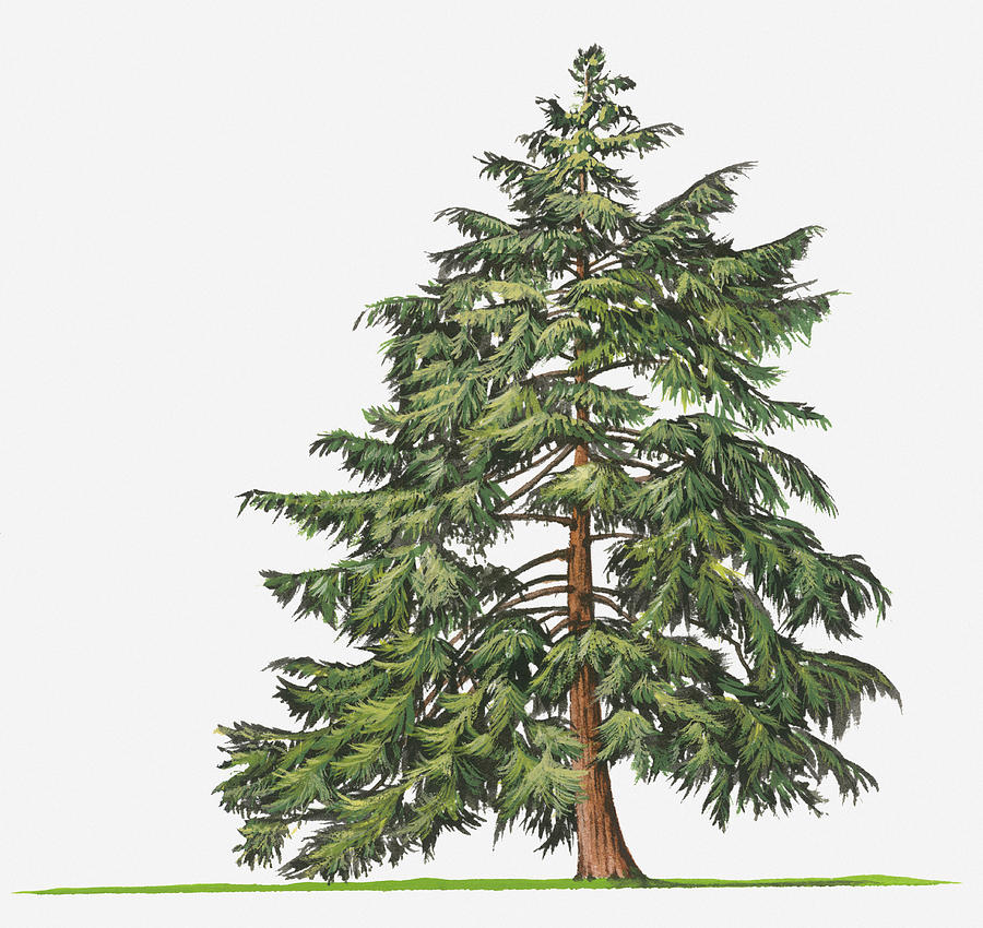 Tree Digital Art - Illustration Of Evergreen Tsuga Canadensis (eastern Hemlock, Canadian Hemlock) Tree by Sue Oldfield
