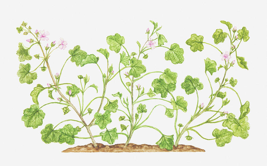 Flowers Still Life Digital Art - Illustration Of Malva Neglecta (dwarf Mallow), Wildflowers by Tricia Newell