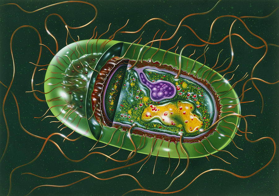 Salmonella Photograph - Illustration Of Structure Of Salmonella B by John Bavosi
