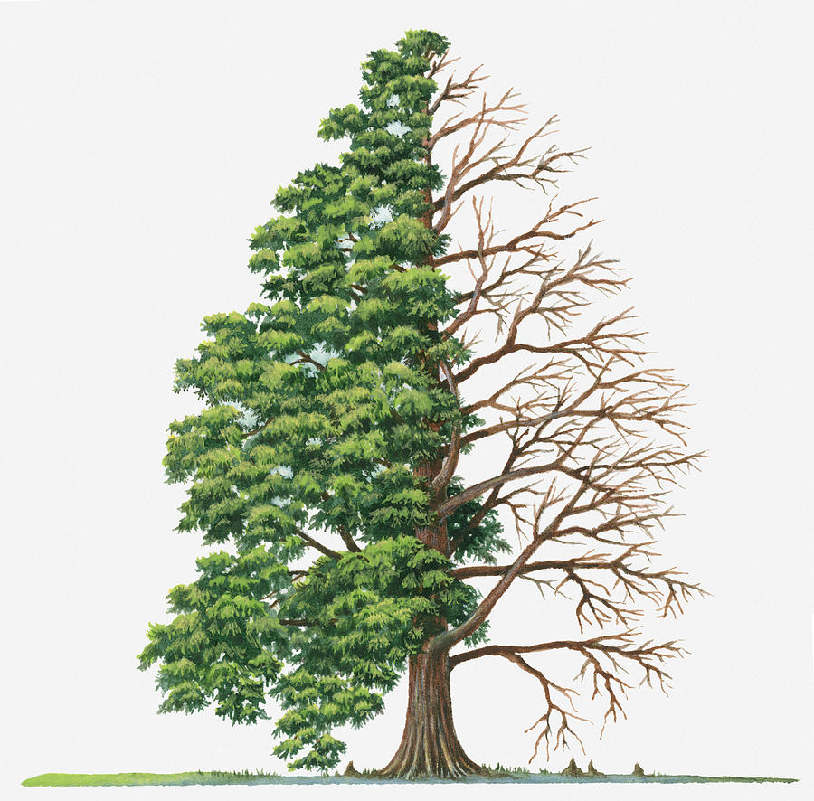 Summer Digital Art - Illustration Showing Shape Of Deciduous Taxodium Distichum (bald-cypress, Swamp Cypress) Tree With Green Summer Foliage And Bare Winter Branches by Sue Oldfield