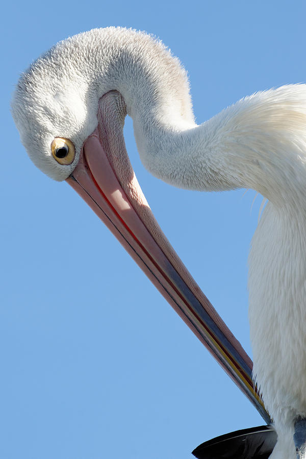 Im a Harp -- Australian Pelican in New South Wales, Australia Photograph by Darin Volpe