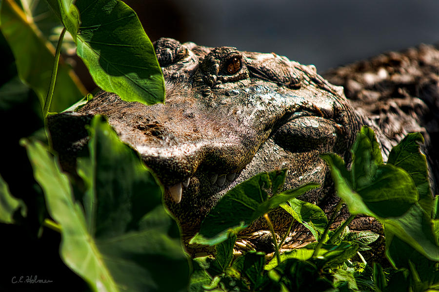 Alligator Photograph - Im A Leaf - Just A Leaf by Christopher Holmes