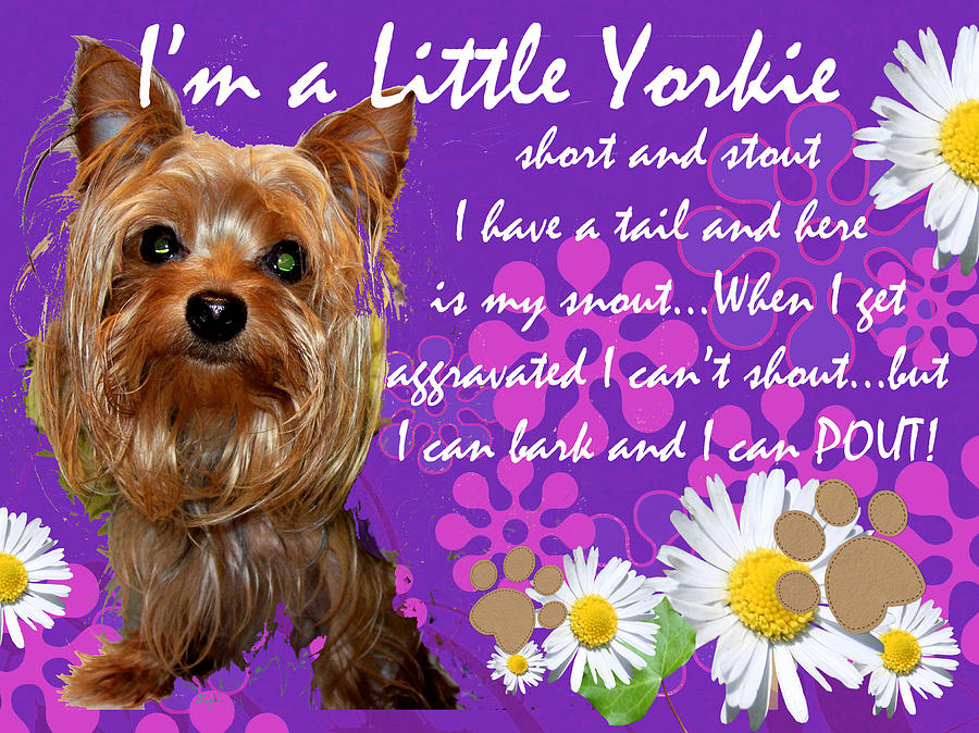 Dog Photograph - Im a little Yorkie by Clydette Sawyer