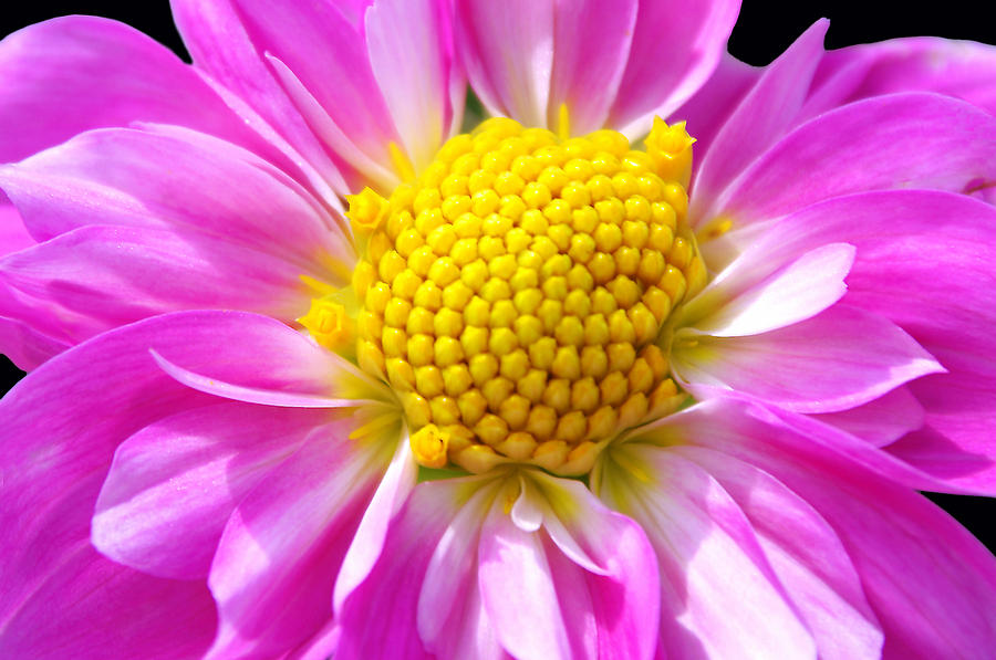 Flower Photograph - Im a Pink Dahlia by Debra Orlean