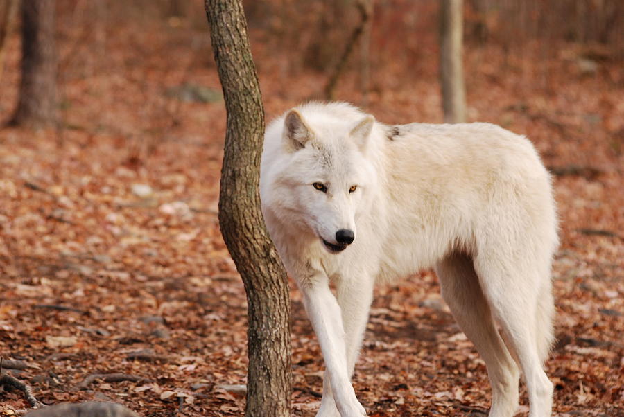 Im A Wolf Photograph by Lori Tambakis