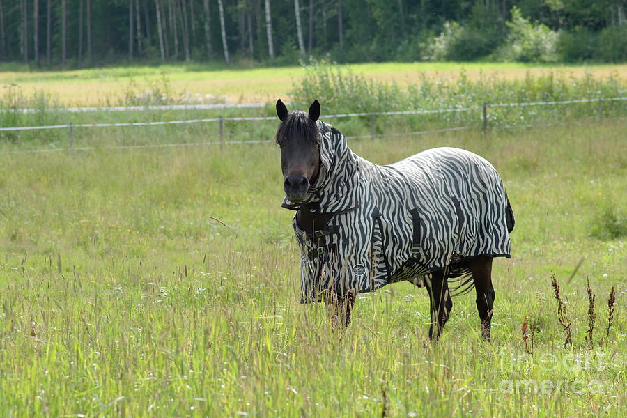 Im a zebra, do you believe Photograph by Esko Lindell