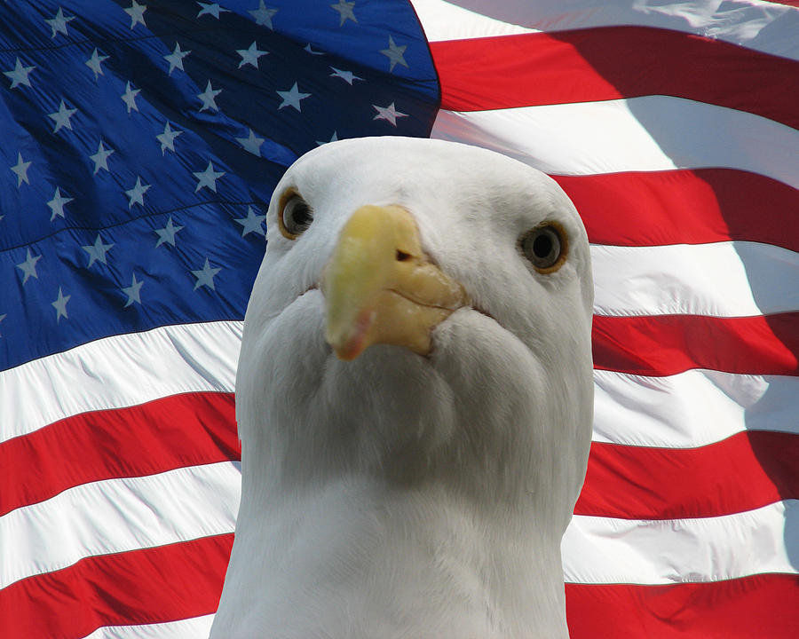 Im an Eagle, Dammit -- Western Gull and American Flag Photograph by Darin Volpe