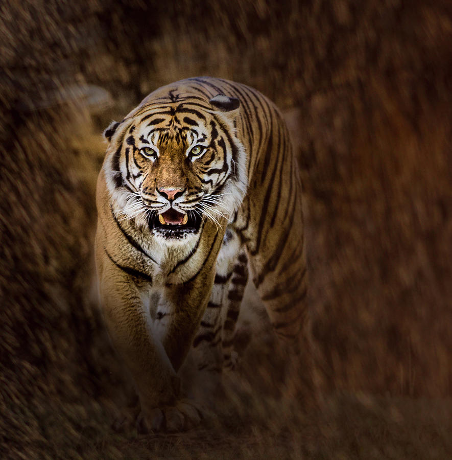 Im Coming For You Photograph by Annette Hugen
