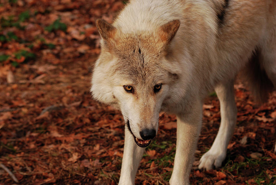 Wolves Photograph - Im Coming For You by Lori Tambakis