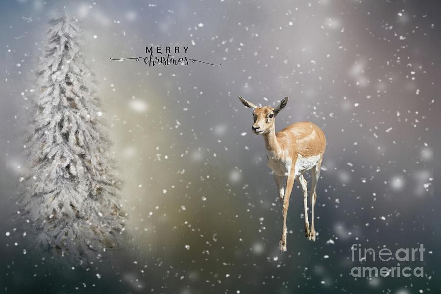 Im Dreaming of a White Christmas... Photograph by Eva Lechner