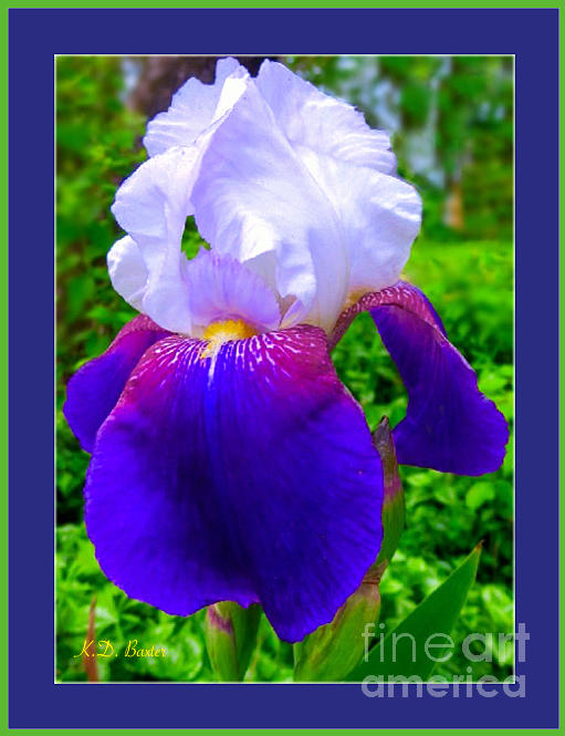 Im Dreaming of Irises Painting by Kimberlee Baxter