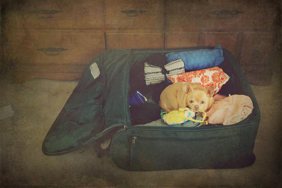 Dog Photograph - Im Going With You by Laurie Search