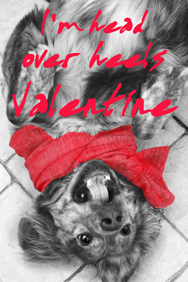 Im Head Over Heels Valentine Photograph by Suzanne Powers