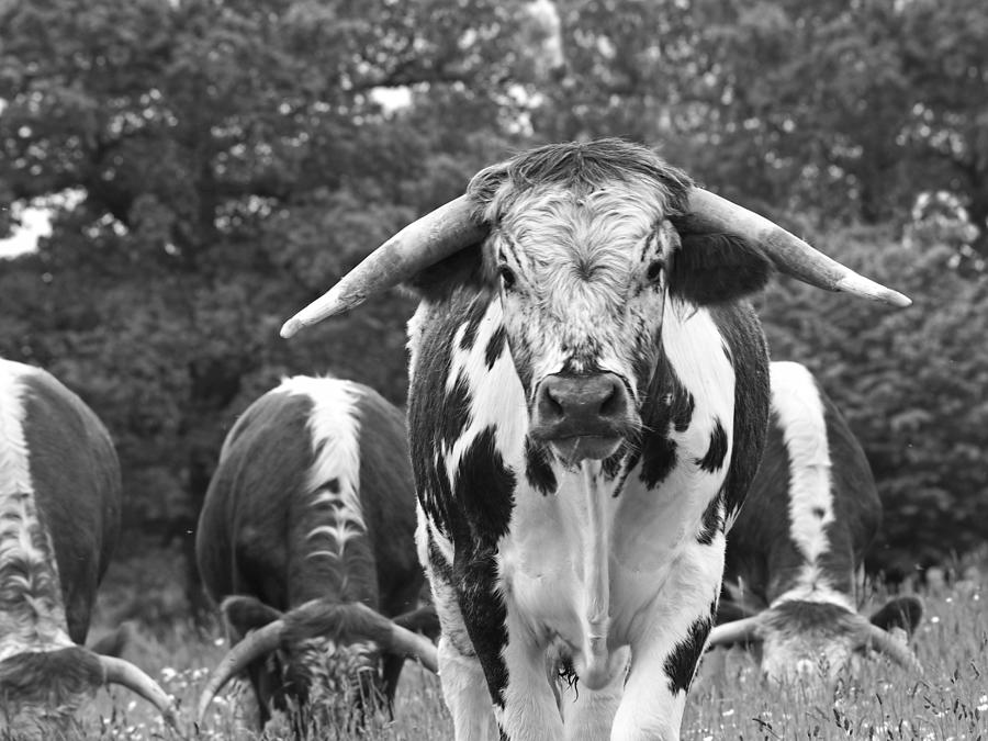 Im In Charge Here - Black and White Photograph by Gill Billington
