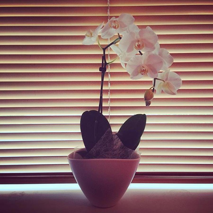 Nature Photograph - Im In Love With My White Orchid by Jennie Davies