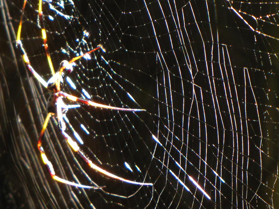Spider Photograph - Im just chillin by Nela n Charlie Nelabooks