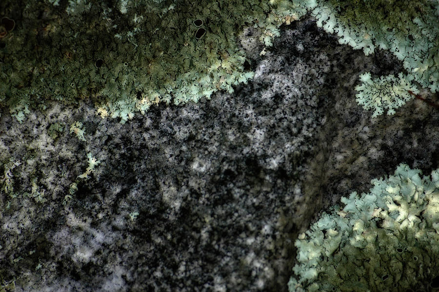 Im Lichen It Photograph by Ross Powell