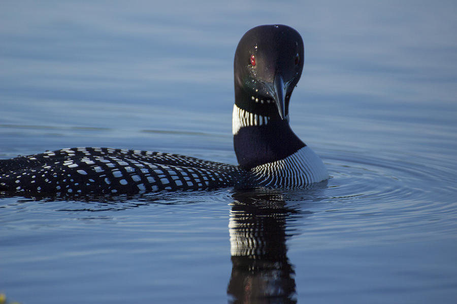 Wildlife Photograph - Im Looking at You - Common Loon - Gavia Immer by Spencer Bush