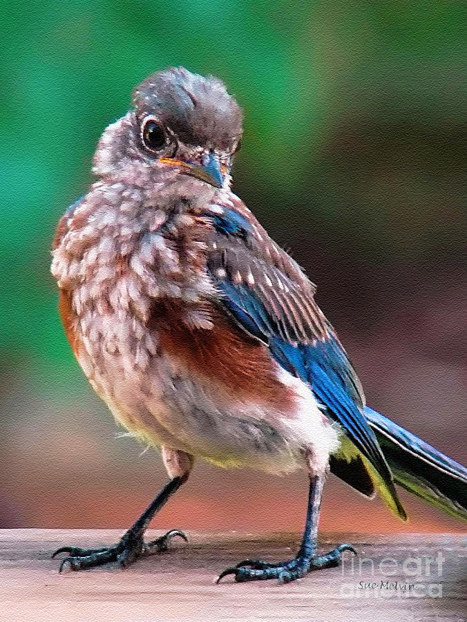 Bluebird Photograph - Im New Around Here by Sue Melvin