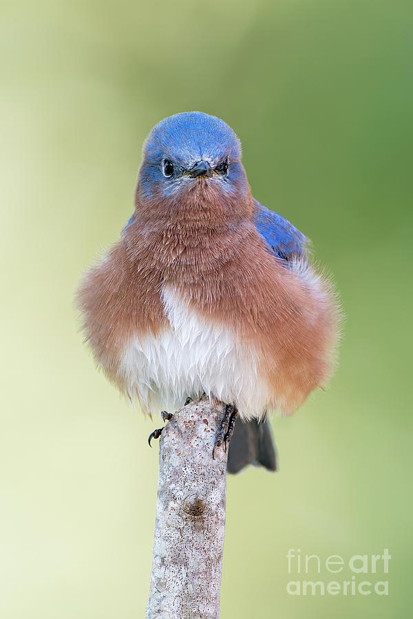 Bluebirds Get Their Feathers Ruffled - Good Stuff