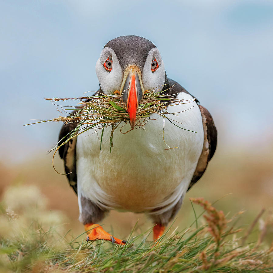 Puffin Photograph - Im on the grass by Roy McPeak