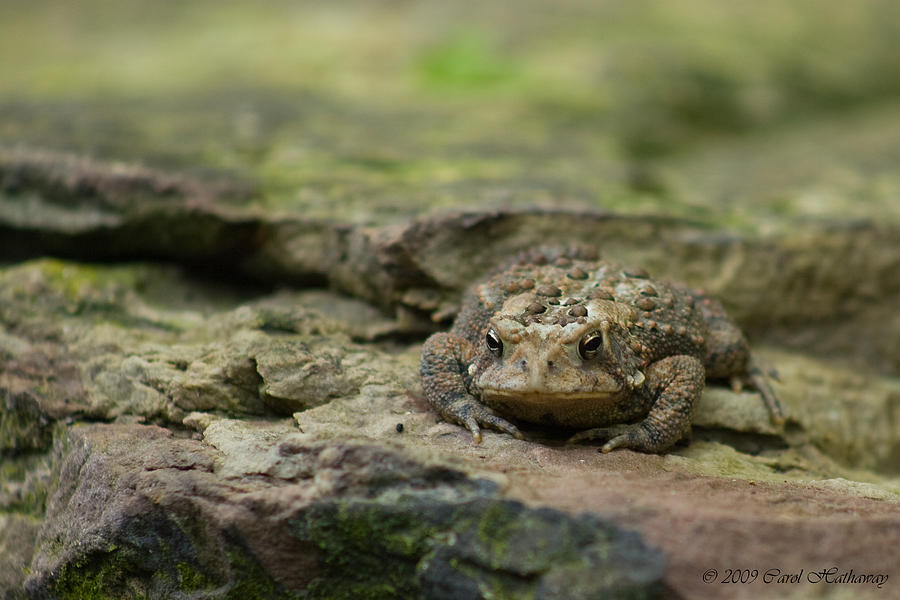 Frog Photograph - Im ready for my close up... by Carol Hathaway