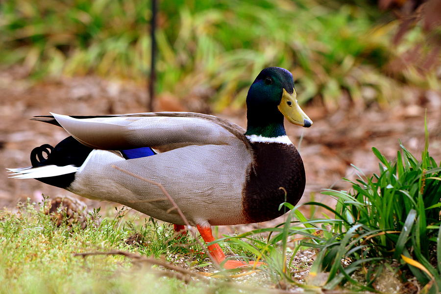 Duck Photograph - Im Ready For My Close Up by Lisa Wooten